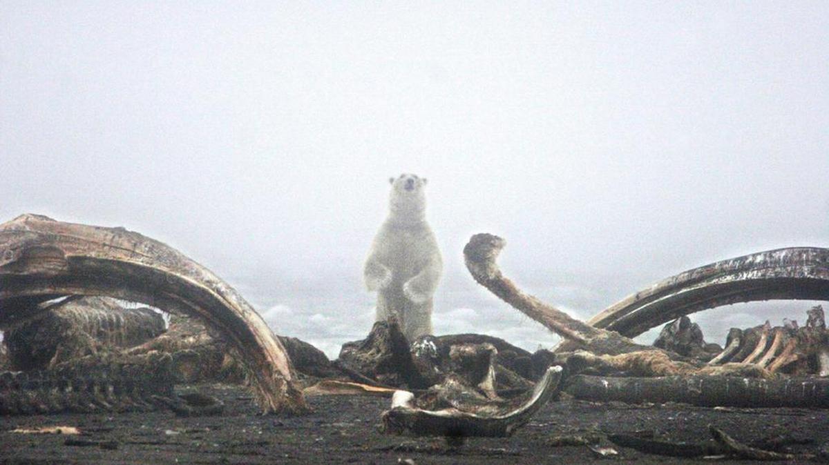 A polar bear framed by the remains of a dead bowhead whale sniffs the air near the coast of the Arctic National Wildlife Refuge.