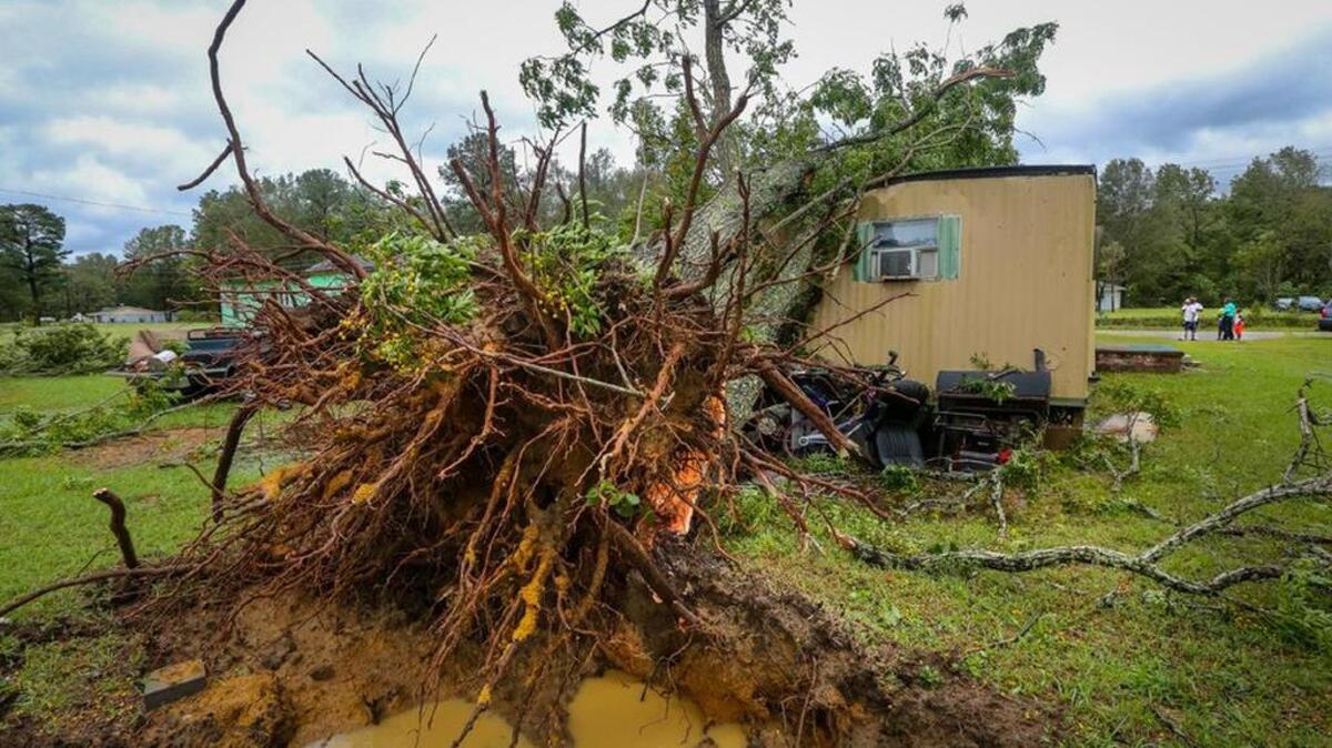 Wind and water from Hurricane Matthew destabilized the soil and downed trees in the Midlands.