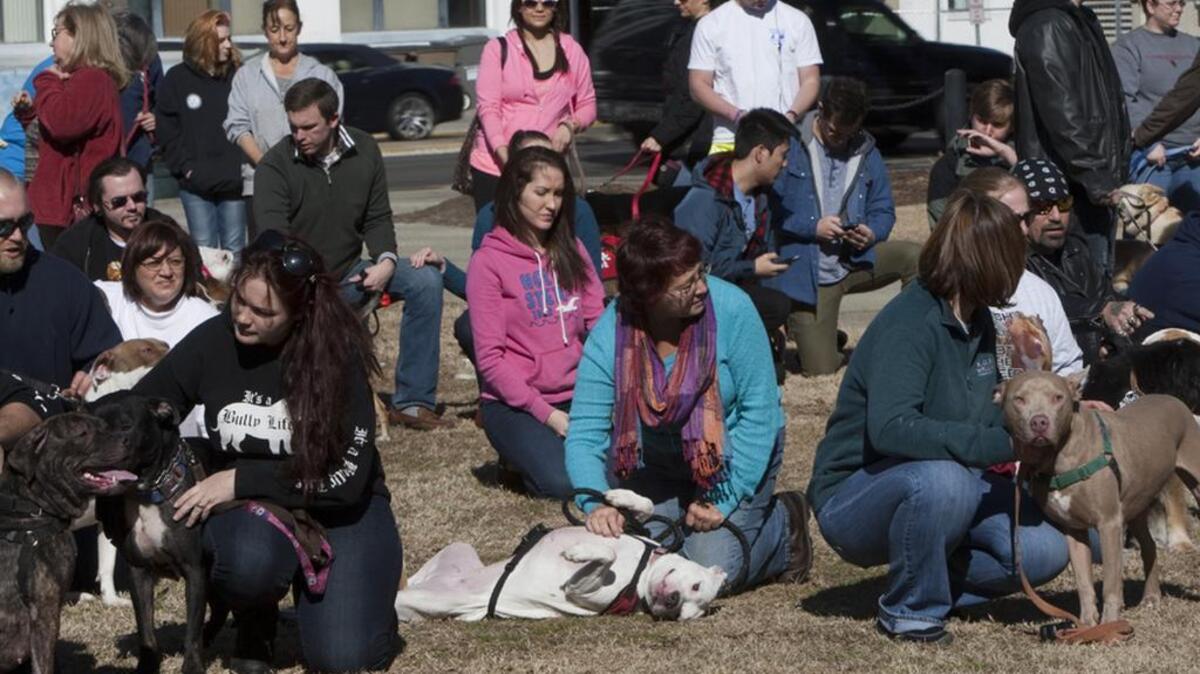 Owners gathered at the State House in 2014 to oppose a proposal to increase Columbia license fees for bully breeds. But could some restrictions actually protect the dogs?