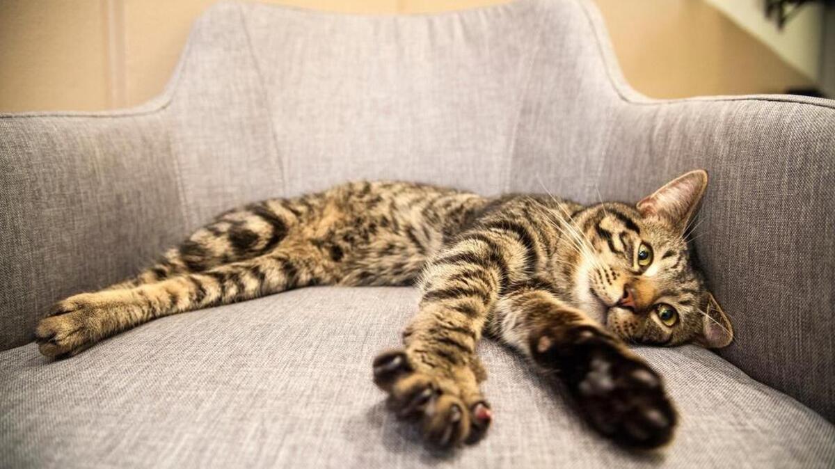 Clapton lounges on one of the chairs at Washington’s cat cafe.