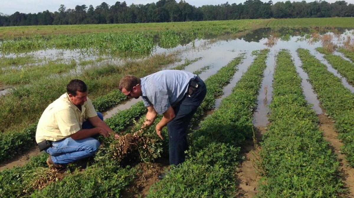 Thad Wimberly and Jonathan Berry inspect the damage to a field of peanuts in Branchville following the October floods.