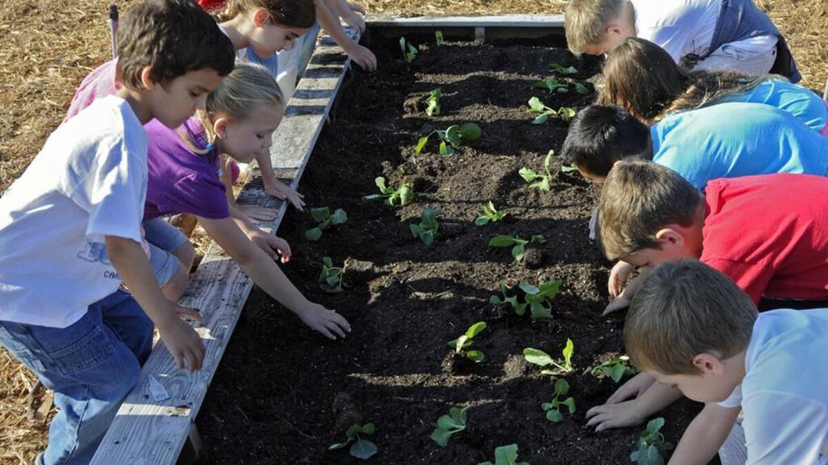 One way schools are working to fight the obesity epidemic is by planting school gardens such as the one at the Grand Strand’s Burgess Elementary School, where students raise fresh produce that is incorporated into school lunches.