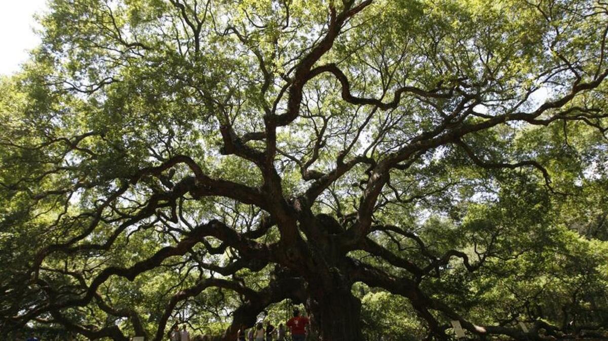 The Angel Oak, on Johns Island near Charleston, is reportedly the oldest living thing located east the Mississippi River. An automatic stay gave citizens the time to put together a settlement with developers that resulted in the 42-acre tract surrounding the tree being preserved in perpetuity.