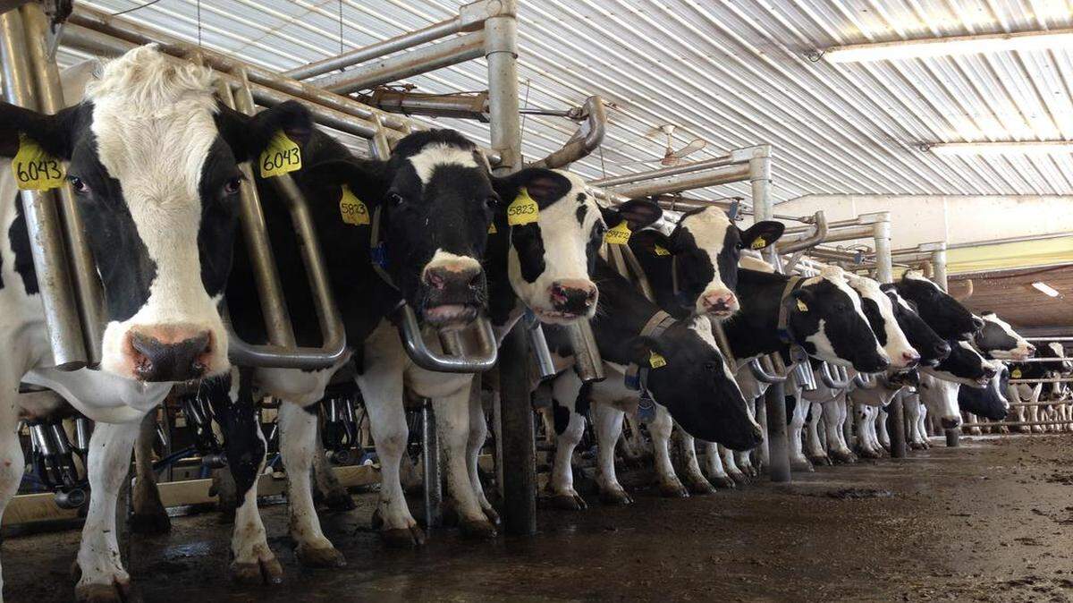 
Do S.C. dairy farmers really need to report to two separate regulatory boards?
