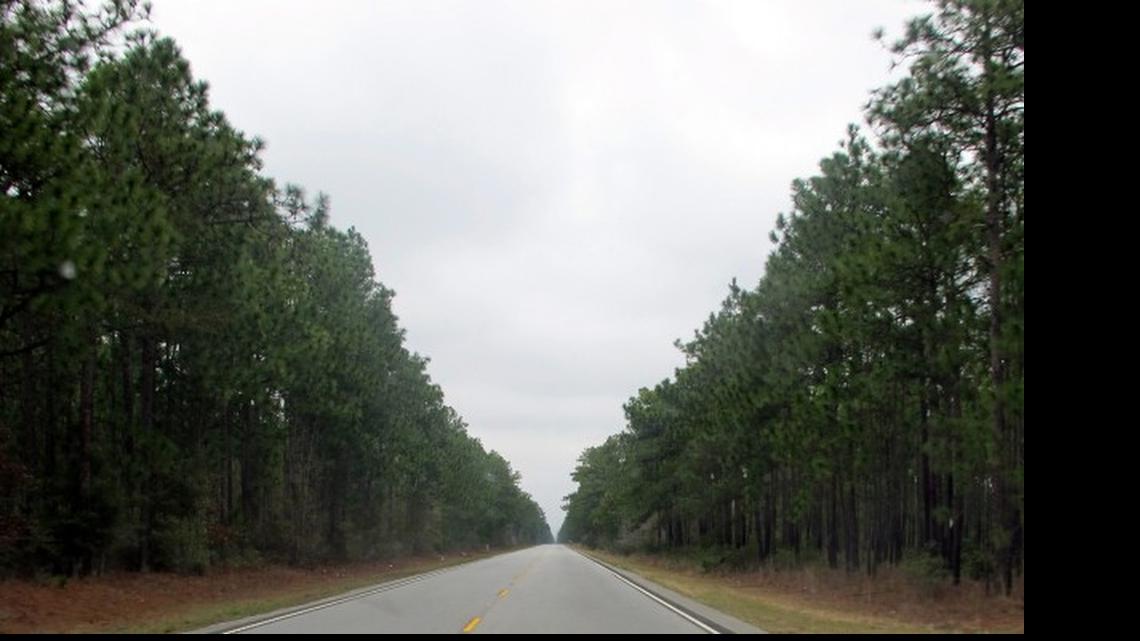 
Stands of towering pines line South Carolina Route 41 in the Francis Marion National Forest near Huger.
