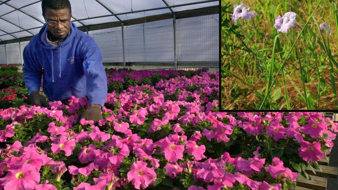 Carefully cultivated petunias are pretty, but they can’t compare to vintage petunias, upper right, as seen through Tom Poland’s lens.