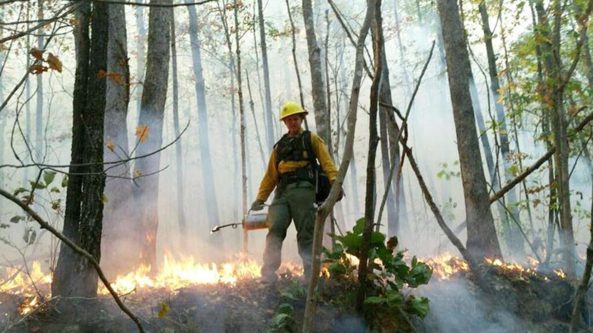 SC Forestry Commission wildland firefighter James Hall of Georgetown uses a drip torch to set a backfire earlier this fall, as dozens of local, state and federal agencies joined the commission in battling the month-long Pinnacle Mountain fire, the largest, longest and costliest in Upstate history.