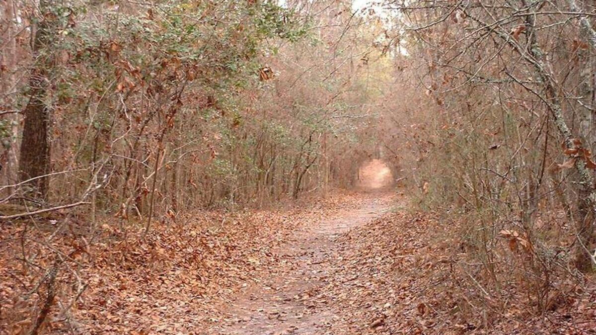 Visitors won’t find many huge trees along trails in the Pee Dee region, much of which has been harvested over the years.