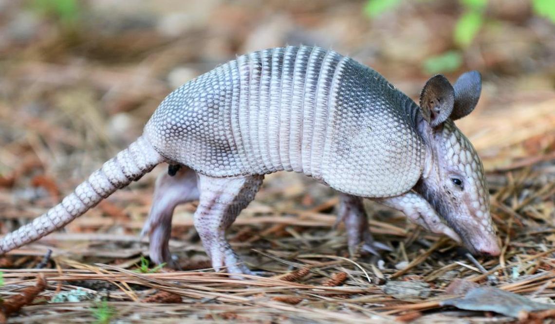 In this photo taken on May 13, 2015, a baby armadillo pokes around in the pine straw of the parking lot of the Bluffton Oyster Factory Park.