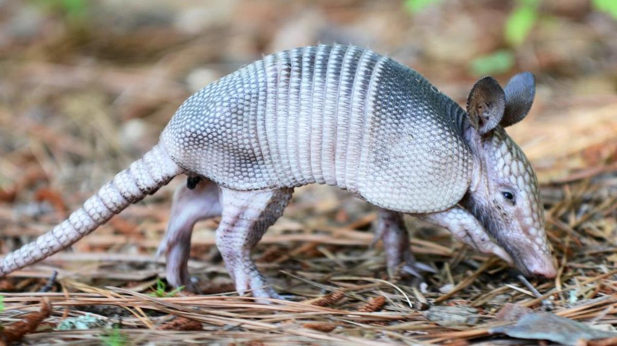 In this photo taken on May 13, 2015, a baby armadillo pokes around in the pine straw of the parking lot of the Bluffton Oyster Factory Park.