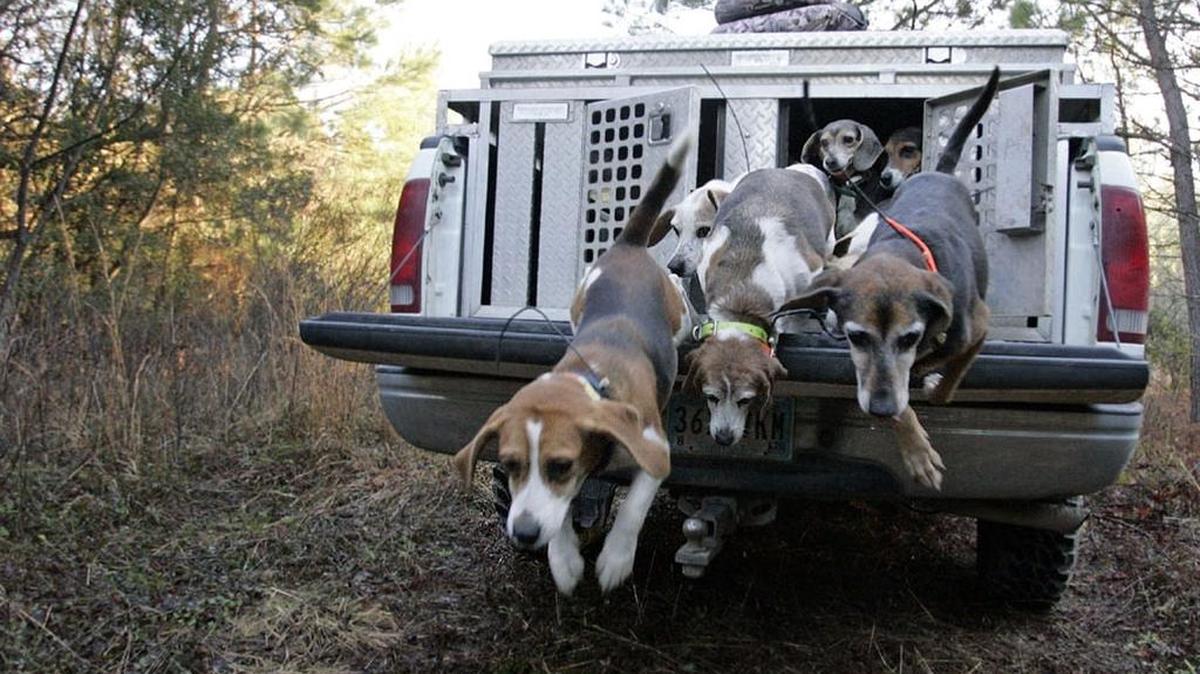 Deer hunting with dogs is a time-honored tradition in South Carolina, but as rural land becomes more developed, hunters who want to run their dogs clash with propety owners who don’t want people, or dogs, trespassing on their land.