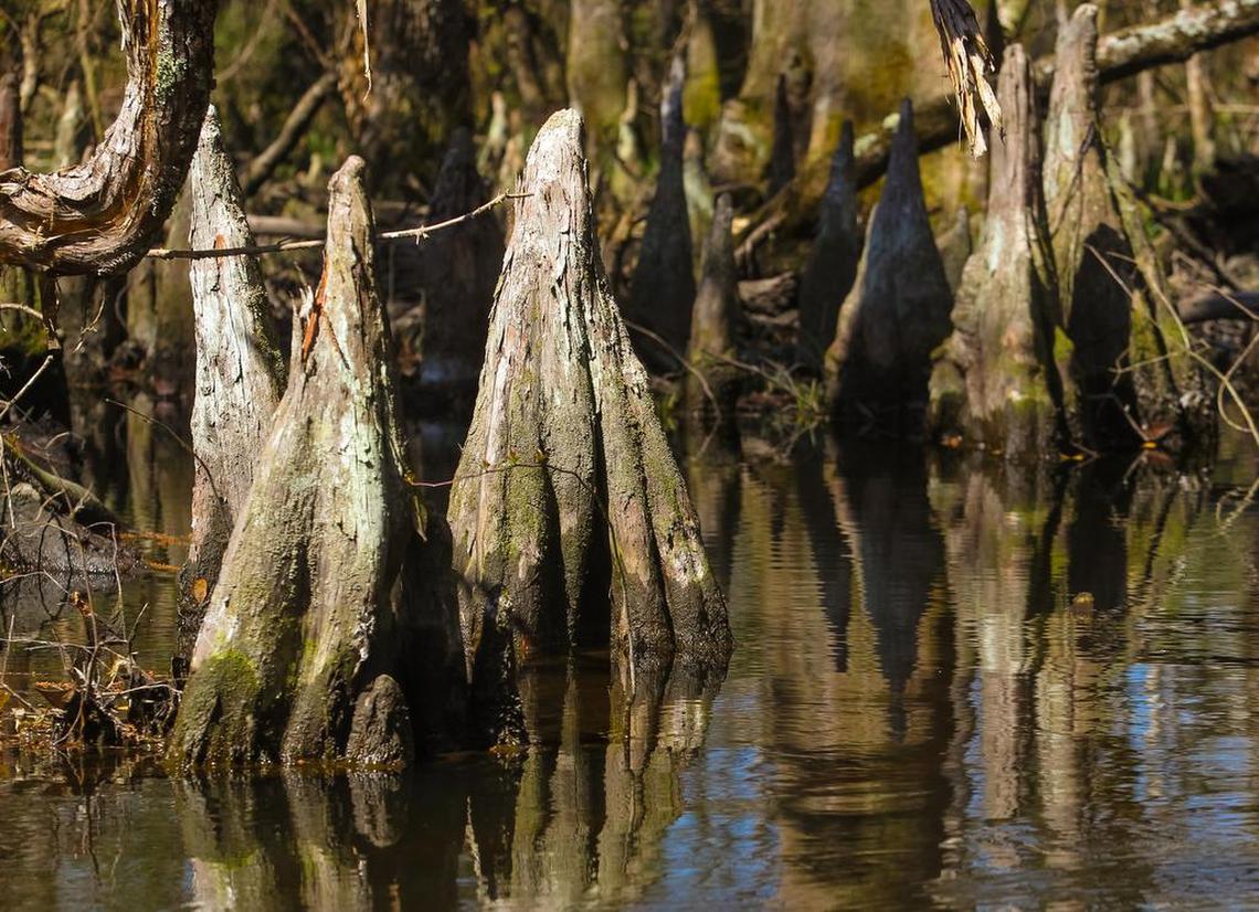 The SC Supreme Court says that since no harm has been done yet, property owners don’t have a case against a state law that could allow mega-farms to drain rivers to dangerous levels. Here, cypress knees rise from the Edisto River, the longest, free-flowing blackwater river in North America.