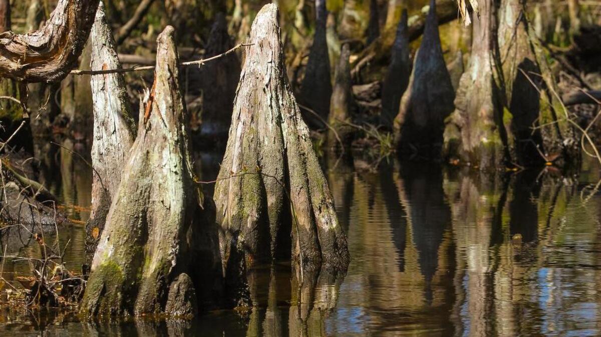 The SC Supreme Court says that since no harm has been done yet, property owners don’t have a case against a state law that could allow mega-farms to drain rivers to dangerous levels. Here, cypress knees rise from the Edisto River, the longest, free-flowing blackwater river in North America.