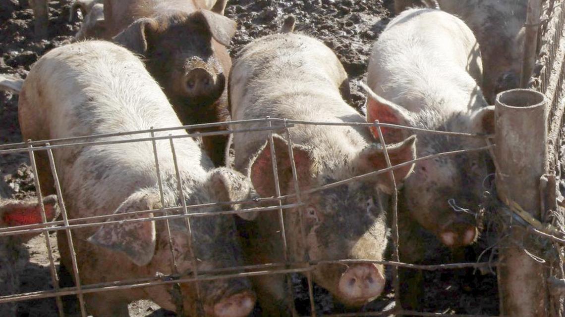 Add a fourth pig to a trough that’s already low on slop, and you’re gonna have problems.
