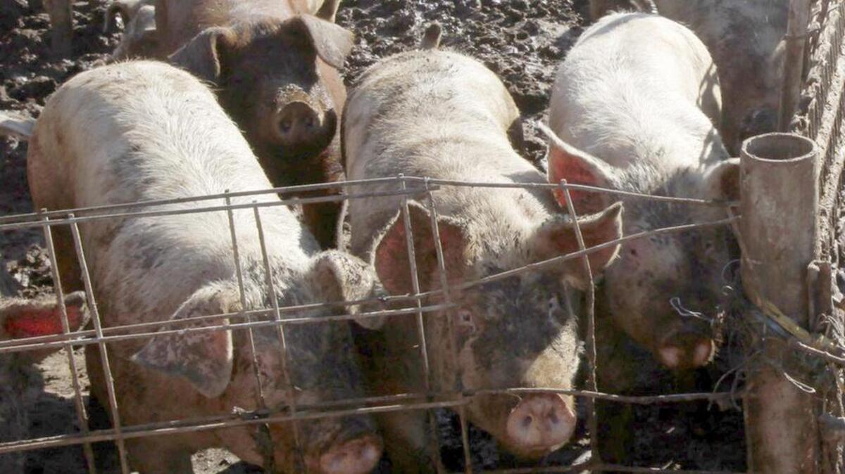 Add a fourth pig to a trough that’s already low on slop, and you’re gonna have problems.