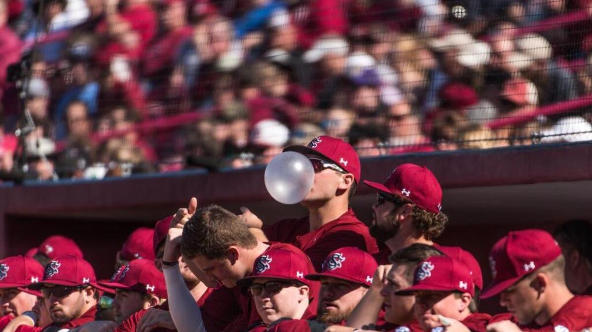 South Carolina players watch from the dug out against North Carolina Greensboro at Founders Park Sunday.